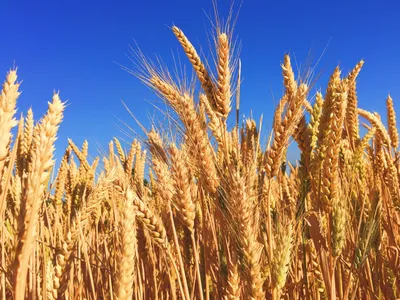 Premium Photo | Field of golden wheat at blue sky background with white  clouds. agriculture and farming concept, copy space, vertical orientation