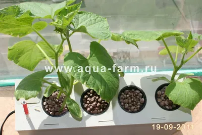 Рассада огурцов. Овощные ростки. выращивание молодой рассады - Ozero -  российский фотосток