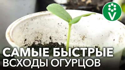 Схемы посадки огурцов: 4 причины, почему стоит их соблюдать | AgroMarket  интернет магазин семян