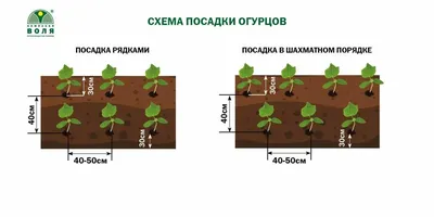 2 стакана прямо в грунт: что надо добавить в лунки для рассады огурцов —  урожай на зависть соседям