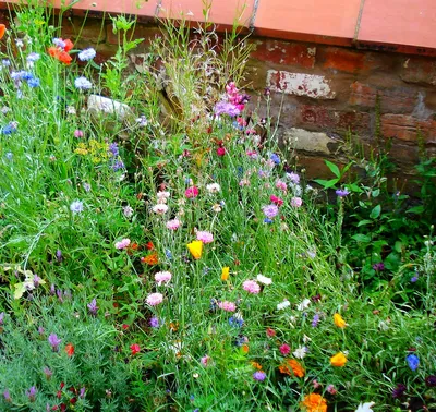 Дачные сады: как спланировать свой сад – плюс 14 идей ... | Семена  декоративных растений для сада и дома | Дзен