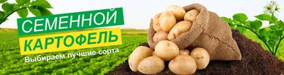 Agrover Ltd. Uzbekistan - Качественный семенной картофель - залог хорошего  урожая. Поэтому очень важно выбрать правильного поставщика семенного  картофеля! Компания “Bo'stonliq Kartoshkachilik Markazi”, которая является  одной из компаний семейства ...