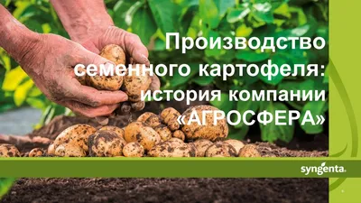 Голландия продала за границу гораздо меньше семенного картофеля, чем обычно  | ИА Красная Весна