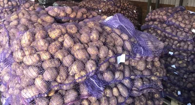 Картофель Иван да Марья (Фестивальный), ранний сорт семенного картофеля,  репродукция семян СуперЭлита.