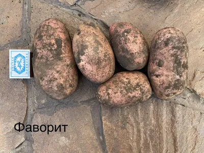 картофель. макрос семенного картофеля с выхлопными газами. корневые  культуры для посадки. сельское хозяйство. Стоковое Изображение -  изображение насчитывающей засаживать, росток: 251071337