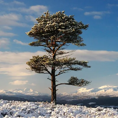 Сосны В Зимний Лес Стоковые Фотографии | FreeImages