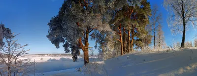 зима зимний лес в снегу сосны парк тишина снег на ветках Stock Photo |  Adobe Stock