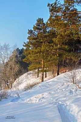 Рисунок зимняя сосна - 43 фото
