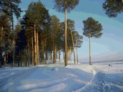 Сосна зимой (89 фото) - 89 фото