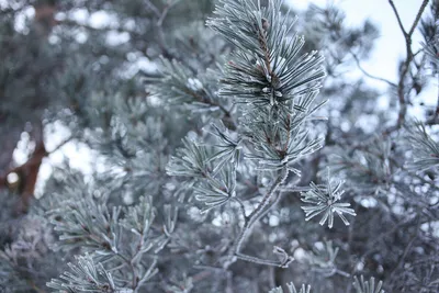 Сосновые иголки сосны, на которых много снега зимой Стоковое Изображение -  изображение насчитывающей вечнозеленый, игла: 169073117