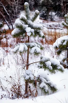 Сосны У Обрыва Зимой В Лесу — стоковые фотографии и другие картинки  Pinaceae - Pinaceae, Азия, Без людей - iStock