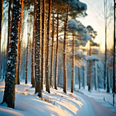 File:Зима, сосны.jpg - Wikimedia Commons