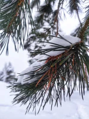 Зимой В Лесу Растет Сосна С Корнями Покрытыми Снегом Корневая Система Сосны  Поднимается Высоко — стоковые фотографии и другие картинки Без людей -  iStock