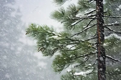 Пин от пользователя даша лапшаша на доске winter | Сосна, Эстетика, Зима