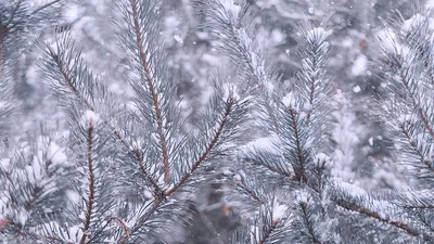 Картина «Зимний пейзаж. Сосны. Картина с зимнего пленэра ZhNataly» Холст,  Масло 2023 г.