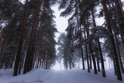 Сосновый лес зимой при солнечном свете | Обои для телефона