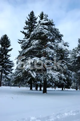 Laeacco зима снег сосна леса снежинки на обои Природный живописный фото фон  фотографический фон фотосессия фото Stuido | AliExpress