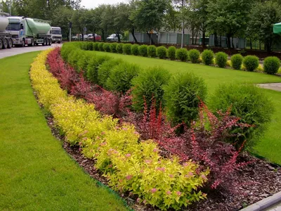 Применение спиреи японской в дизайне сада | Outdoor gardens design, Front  garden landscape, Dream garden