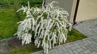 Использование спиреи в ландшафтном дизайне сада и дачного участка