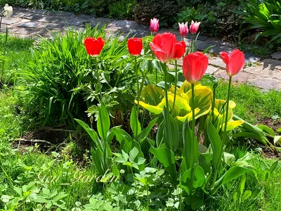 Фото тюльпанов в саду фотографии