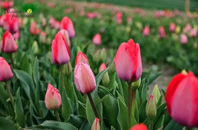 Тюльпаны в саду: популярные сорта, посадка, уход🌷