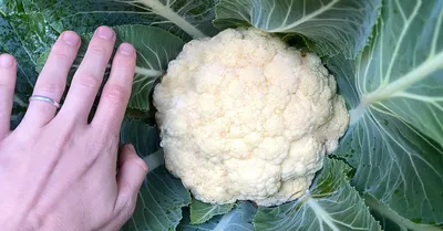 Как сохранить цветную капусту | На грядке (Огород.ru)