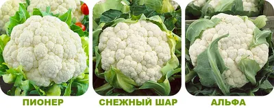Выращивание цветной капусты - Бобёр.ру