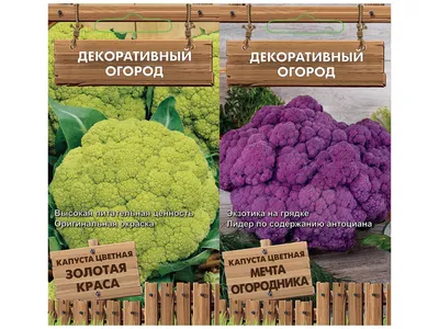 Выращивание цветной капусты, в том числе уход за растениями, а также  особенности в Ленинградской области, Беларуси, Краснодарском крае
