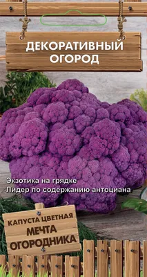 Семена Капусты цветной ПОИСК Дачница 280535 0,5 г — цена в Оренбурге,  купить в интернет-магазине, характеристики и отзывы, фото