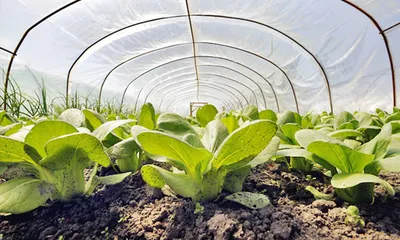 Хитрости выращивания цветной капусты | Дачные лайфхаки | Дзен