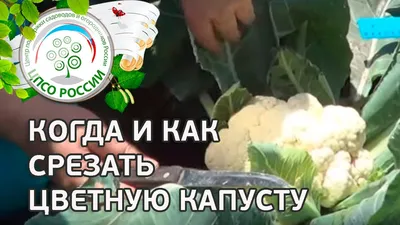 Удобрения для цветной капусты. Чем подкормить цветную капусту? |  Агропромышленный вестник
