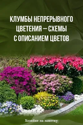 Весенние цветы в саду: ТОП популяных первоцветов, время посадки и цветения