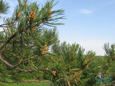 File:Цветение сосны.jpg - Wikimedia Commons