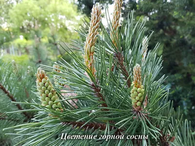 Цветущих сосна. Как цветы сосны. Цветущих хвойные деревья Стоковое  Изображение - изображение насчитывающей конус, флористическо: 184509497