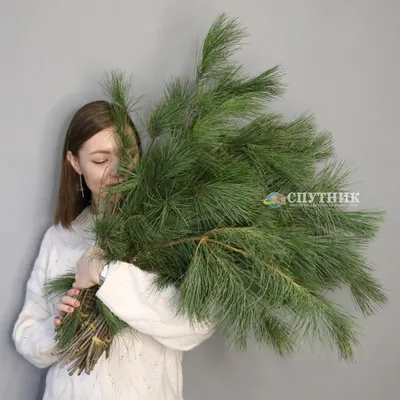 Цветы в виде конуса сосны | AliExpress