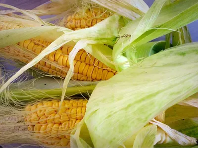 Сахарная кукуруза, вареная - Гликемический Индекс, Гликемическая Нагрузка,  Пищевая Ценность