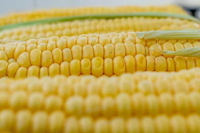 Бизнес идея: продажа вареной кукурузы