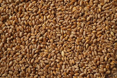 Зерно пшеницы стоковое фото. изображение насчитывающей текстура - 33876246