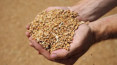 Пшеница Зерна Еда - Бесплатное фото на Pixabay - Pixabay