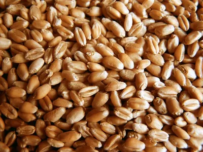 Зерна пшеницы стоковое изображение. изображение насчитывающей зерна -  33349893