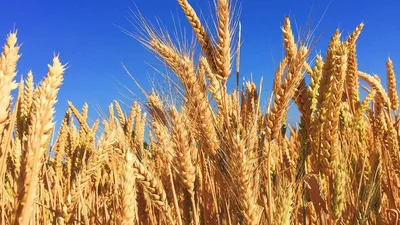 Цены растут, зерна не хватает? Что происходит на рынке пшеницы -  14.06.2022, Sputnik Азербайджан