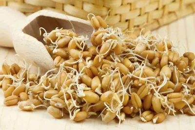 Пшеница зерно купить в Санкт-Петербурге (СПб) оптом и в розницу