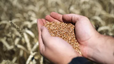 Как определить качество зерна пшеницы?