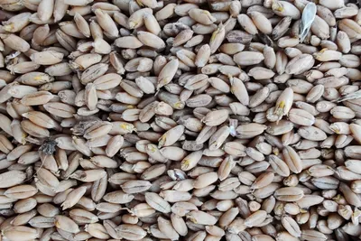 Некоторые особенности пророщенного зерна пшеницы - ТМ «Силартос»