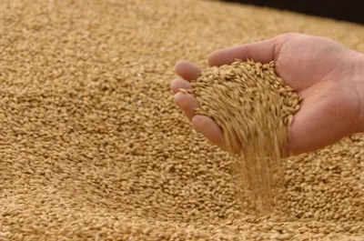 Пшеница фуражная - оптом и в розницу