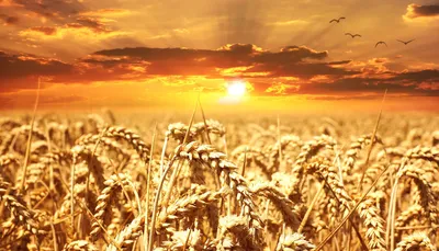 Изобретен способ увеличения зерна пшеницы на 20% | Новости Приднестровья