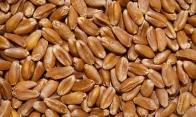 Зерна пшеницы на белом фоне Стоковое Фото - изображение насчитывающей зерна,  ворох: 187523870