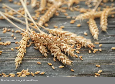 Зерна пшеницы в мешках с колосками на темном фоне Stock Photo | Adobe Stock