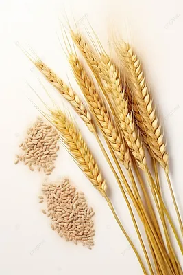 Резкого роста цен на семена пшеницы ждут в Казахстане
