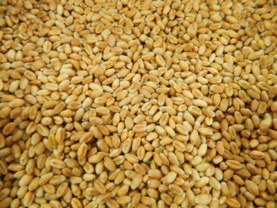 Впервые с 2019 года в ДНР пересмотрели минимально допустимый уровень цен на зерно  пшеницы - Экономика - ДАН